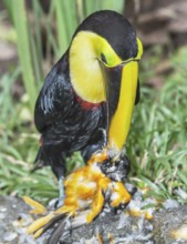 Chestnut-mandibled Toucan (Ramphastos swainsonii) feeding on a smaller bird, Sarapiqui, Costa Rica,