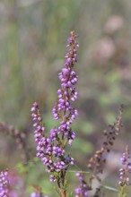 Flowering heather (Calluna vulgaris), heather, Trupacher Heide nature reserve, Siegen, North