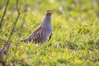 Grey partridge (Perdix perdix) Germany