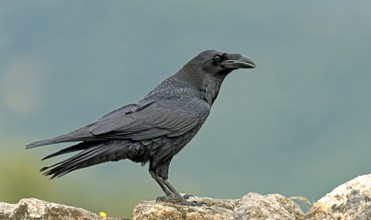 Raven (Corvus corax) on a rock, Extremadura, Spain