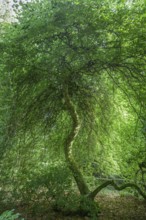 Faux de Verzy beech forest, Verzy, Marne, France