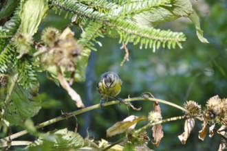 Wet blue tit after a bath, summer, Germany
