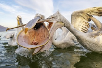 Dalmatian Pelican (Pelecanus crispus), Dalmatian Pelican, fighting, Lake Kerkini, Greece