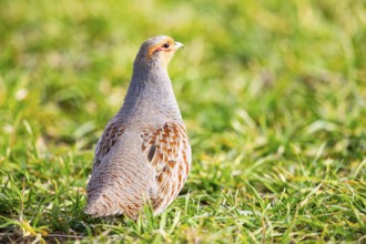 Grey partridge (Perdix perdix) Germany