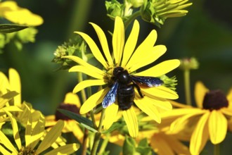Wood bee on a flower, summer, Germany