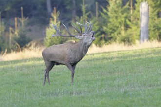 Red deer (Cervus elaphus) during the rutting season, a large stag roaring in a forest clearing,