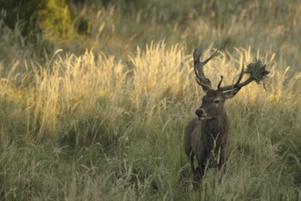 Red deer (Cervus elaphus) rutting stag with wire mesh in left antler bar secured in high grass,
