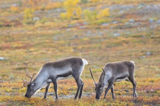 Reindeer herd at Abisko National Park in the colourful autumn of Lapland below Lapporten /