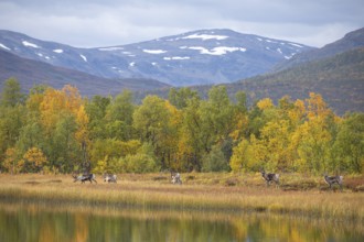 Reindeer at Abisko National Park in autumnal Lapland crossing a marshland by the lake
