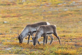 Reindeer herd at Abisko National Park in the colourful autumn of Lapland below Lapporten,