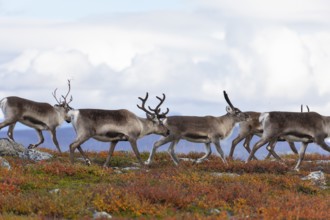 Reindeer herd at Abisko National Park in the colourful autumn of Lapland below Lapporten,