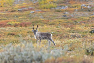 Reindeer at Abisko National Park in the colourful autumn of Lapland below Lapporten, Cuonjávággi
