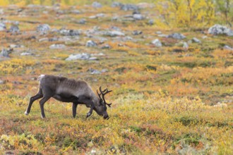 Reindeer at Abisko National Park in the colourful autumn of Lapland below Lapporten, Cuonjávággi