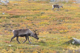 Reindeer herd at Abisko National Park in the colourful autumn of Lapland below Lapporten,