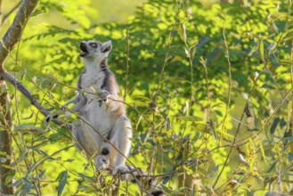 A ring-tailed lemur (Lemur catta) sits on a sunny day high up in a tree eating fresh green leaves.