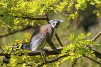 A ring-tailed lemur (Lemur catta) sits on a sunny day high up in a tree among fresh green leaves.