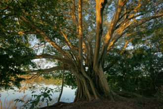 Ficus spec on the riverbank in the Pantanal Brazil