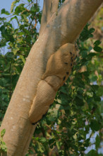 Wasps on a wasp nest Pantanal Brazil