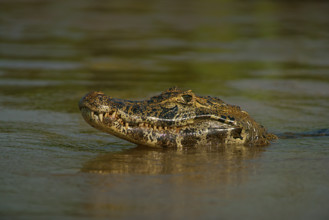 Spectacled caiman (Caiman yacare, Caiman crocodilus yacare), portrait, Pantanal, Brazil, South