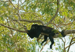 Black howler (Alouatta) male, Pantanal, inland, wetland, UNESCO Biosphere Reserve, World Heritage