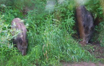 Wild boar (Sus scrofa), Germany