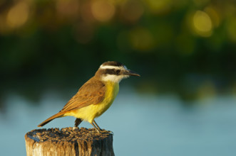Sulphur-masked tyrant (Pitangus sulphuratus), Pantanal, Brazil, South America