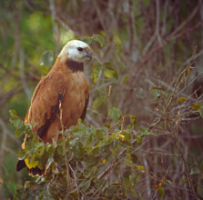 Fish Buzzard (Busarellus nigricollis), Pantanal, inland, wetland, UNESCO Biosphere Reserve, World