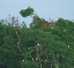 Scarlet Ibis (Eudocimus ruber), Mata Atlantica, Brazil, South America