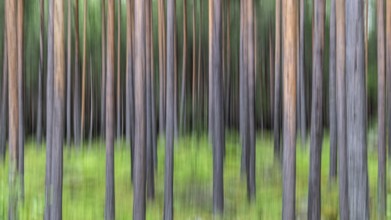 Abstract image of tree trunks and forest floor, pine forest, with blur, wipe effect, Norway