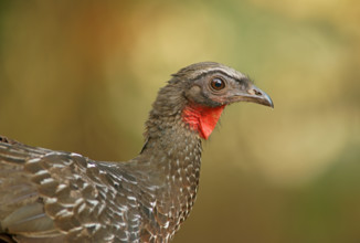 Bronze guan (Penelope obscura), Pantanal, Brazil, South America
