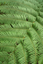 Tree fern Indonesia