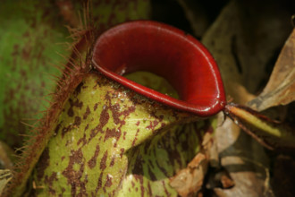 Pitcher plant, Borneo, Indonesia