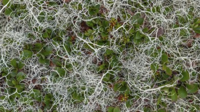 Ground vegetation with Reindeer lichen (Cladonia rangiferina), alpine tundra, Dovrefjell, Norway