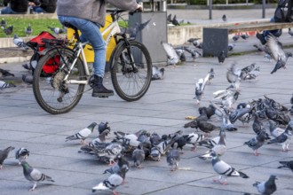Pigeons, city pigeons, were fed with bread by humans, in the city centre of Essen, North