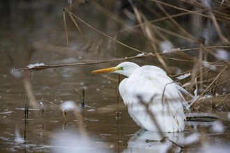 Great White Egret (Egretta alba) Germany