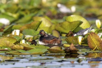 Black-necked Grebe (Podiceps nigricollis) at the nest with young, Danube Delta, Romania