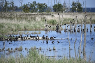 Kormorane, (Phalacrocorax carbo) in den Wasserläufen und Salzwiesen auf dem Darß, nahe der Ostsee,