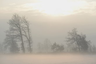 Winterlandschaft im Licht der Morgensonne, aufsteigender Bodennebel über einem Feld,