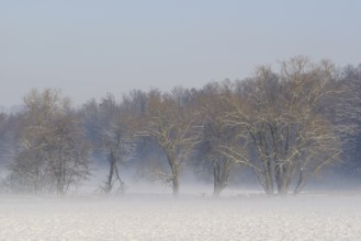 Winterlandschaft, Bodennebel steigt vor schneebedeckten Bäumen auf, Nordrhein-Westfalen,