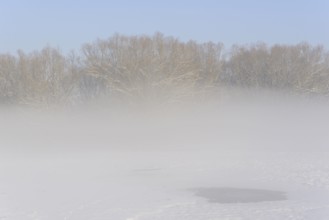 Winterlandschaft, Bodennebel steigt vor schneebedeckten Bäumen auf, blauer Himmel,