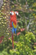 Scarlet Macaws (Ara macao) perching on a tree, Corcovado National Park, Osa Peninsula, Costa Rica