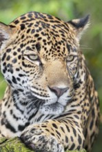 Close-up of a Jaguar (Panthera onca), Costa Rica, Central America