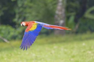 Scarlet Macaw (Ara macao) in flight, Corcovado National Park, Osa Peninsula, Costa Rica