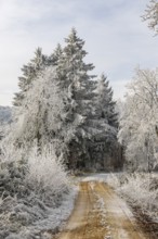 Forest road going through a mixed forest white from roarfrost on a sunny day in winter, Bavaria,
