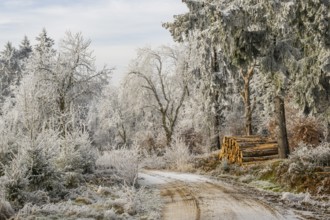Piled up felled tree trunks beside a forest road going through a mixed forest white from roarfrost