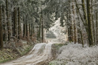 Forest road going through a mixed forest white from roarfrost on a sunny day in winter, Bavaria,