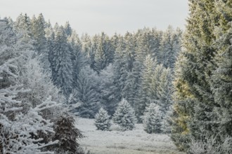 Meadow in a valley surrounded by a mixed forest with norway spruce (Picea abies) and European beech