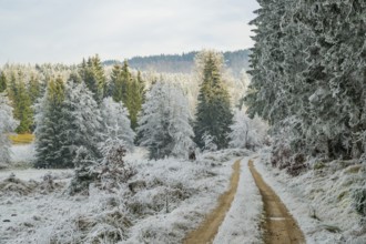Forest road going through a beautiful landscape with forest, meadows and bushes, white from