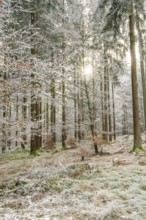 Mixed forest with norway spruce (Picea abies) and European beech (Fagus sylvatica) white from