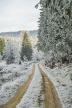 Forest road going through a beautiful landscape with forest, meadows and bushes, white from